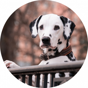 Berkshire dog behaviorist